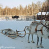 Lapponia Feb 04017