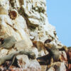 Peru’ Ballestas(29d)