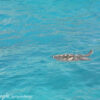 Seychelles Mar 13 591 Sister Isl.