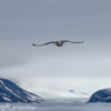 Svalbard Jul 2024 – 00308