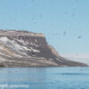 Svalbard Jul 2024 – 01447 Alkefjellet