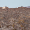 Svalbard Jul 2024 – 01920b orso 2