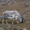 Svalbard Jul 2024 – 02090 Sundneset