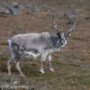 Svalbard Jul 2024 – 02092 Sundneset