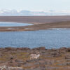 Svalbard Jul 2024 – 02151 Sundneset