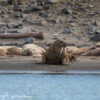 Svalbard Jul 2024 – 02384 Kapp Lee