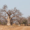 Angola Sep 2024 – 02280 Baobab village